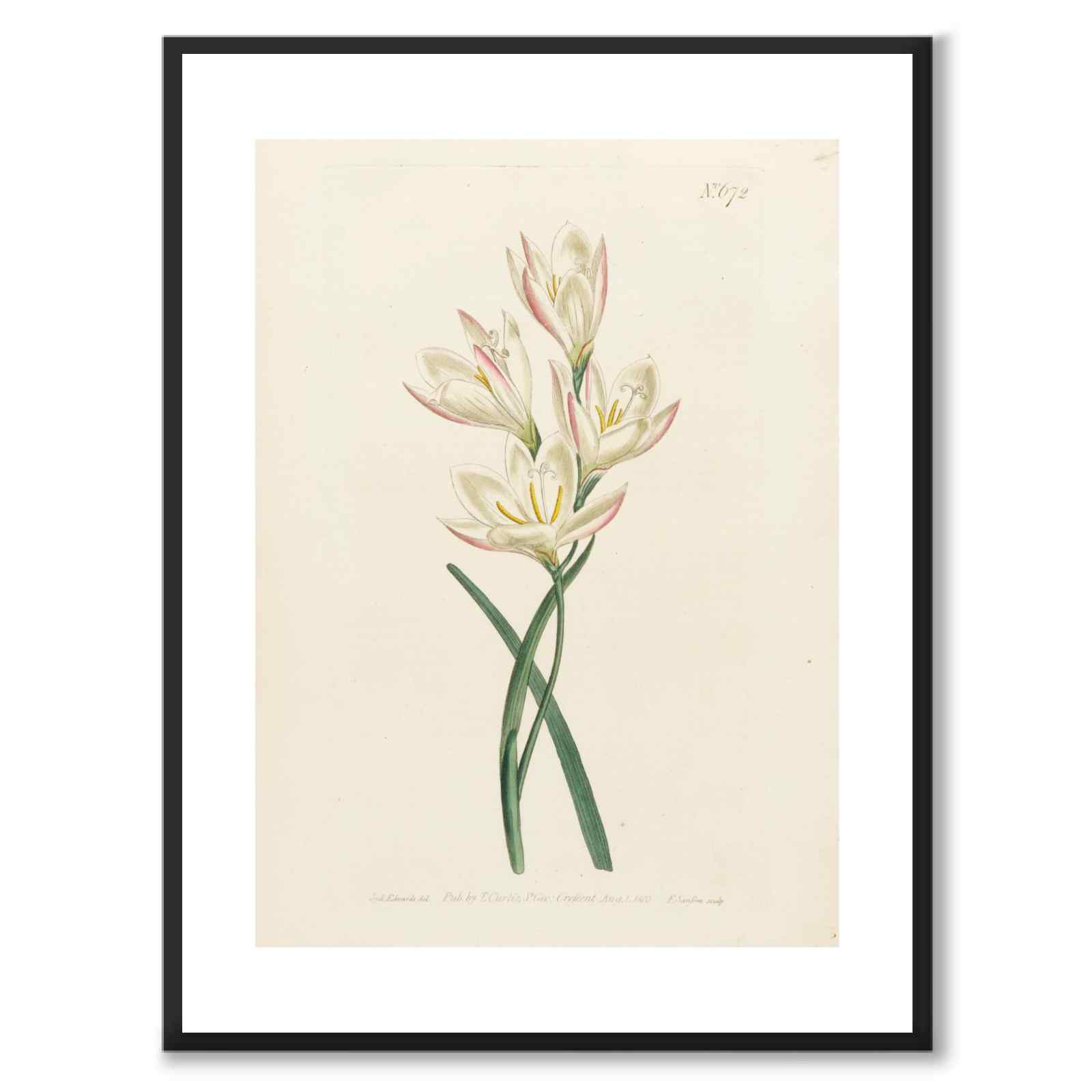 William Curtis 1803 som vintageillustration och poster från Historly – med vit kant utan titel