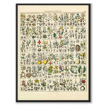 Okenplant as a vintage illustration and poster from Historly – full image without white border