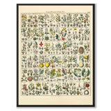 Okenplant as a vintage illustration and poster from Historly – full image without white border