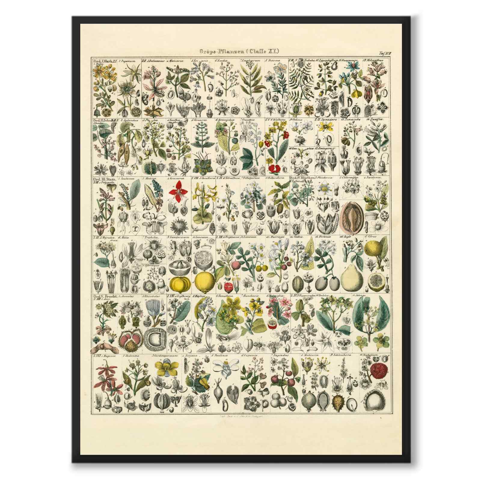 Okenplant som vintageillustration och poster från Historly – helbild utan vit kant