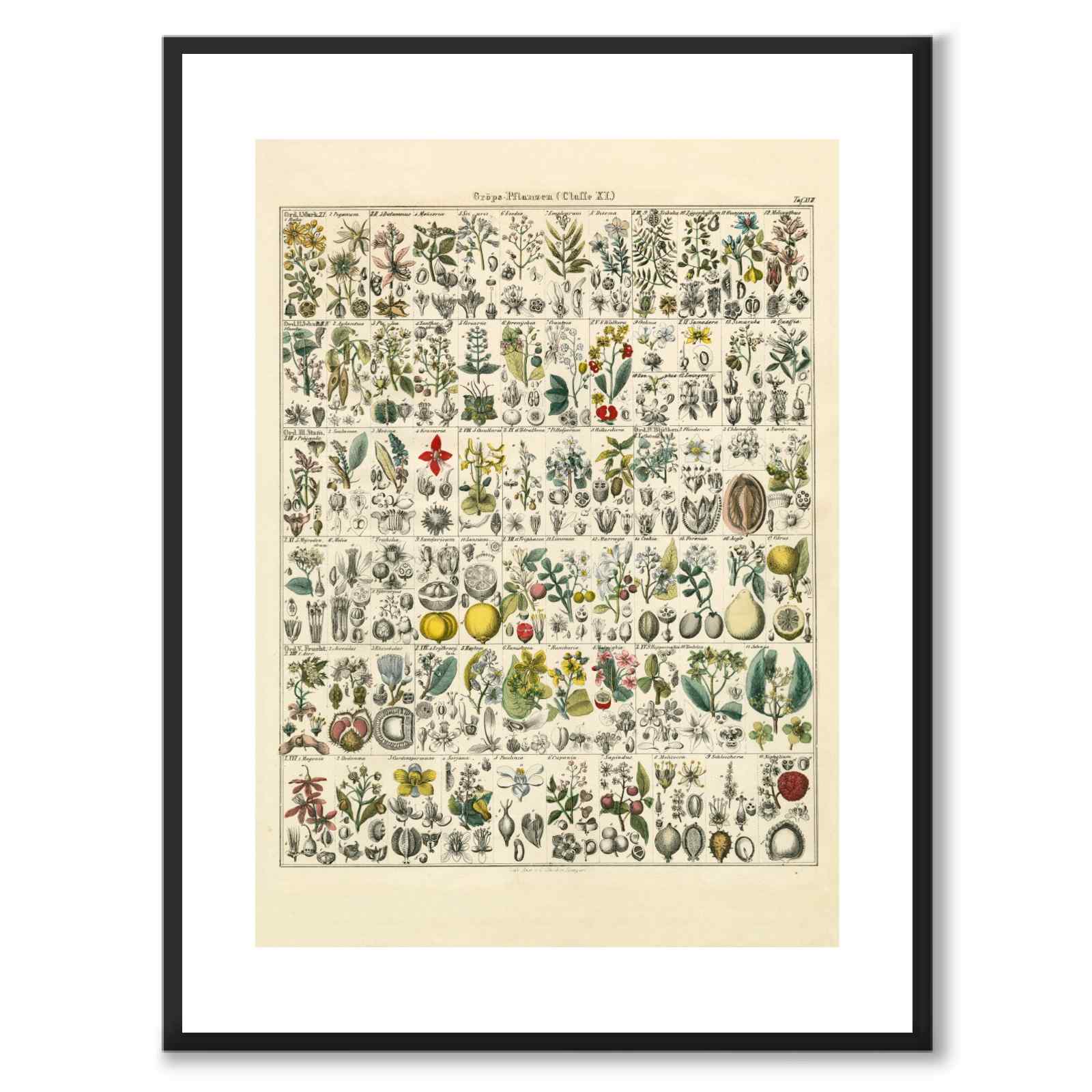 Okenplant as a vintage illustration and poster from Historly – with white border without title