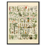 Okenplant - Palm Tree as a vintage illustration and poster from Historly – full image without white border