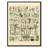 Okenplant - Palm Tree as a vintage illustration and poster from Historly – full image without white border