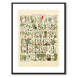Okenplant - Palm Tree as a vintage illustration and poster from Historly – with white border without title