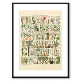 Okenplant - Palm Tree as a vintage illustration and poster from Historly – with white border without title