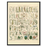 Okenplant - Barkväxter och Gräs som vintageillustration och poster från Historly – helbild utan vit kant