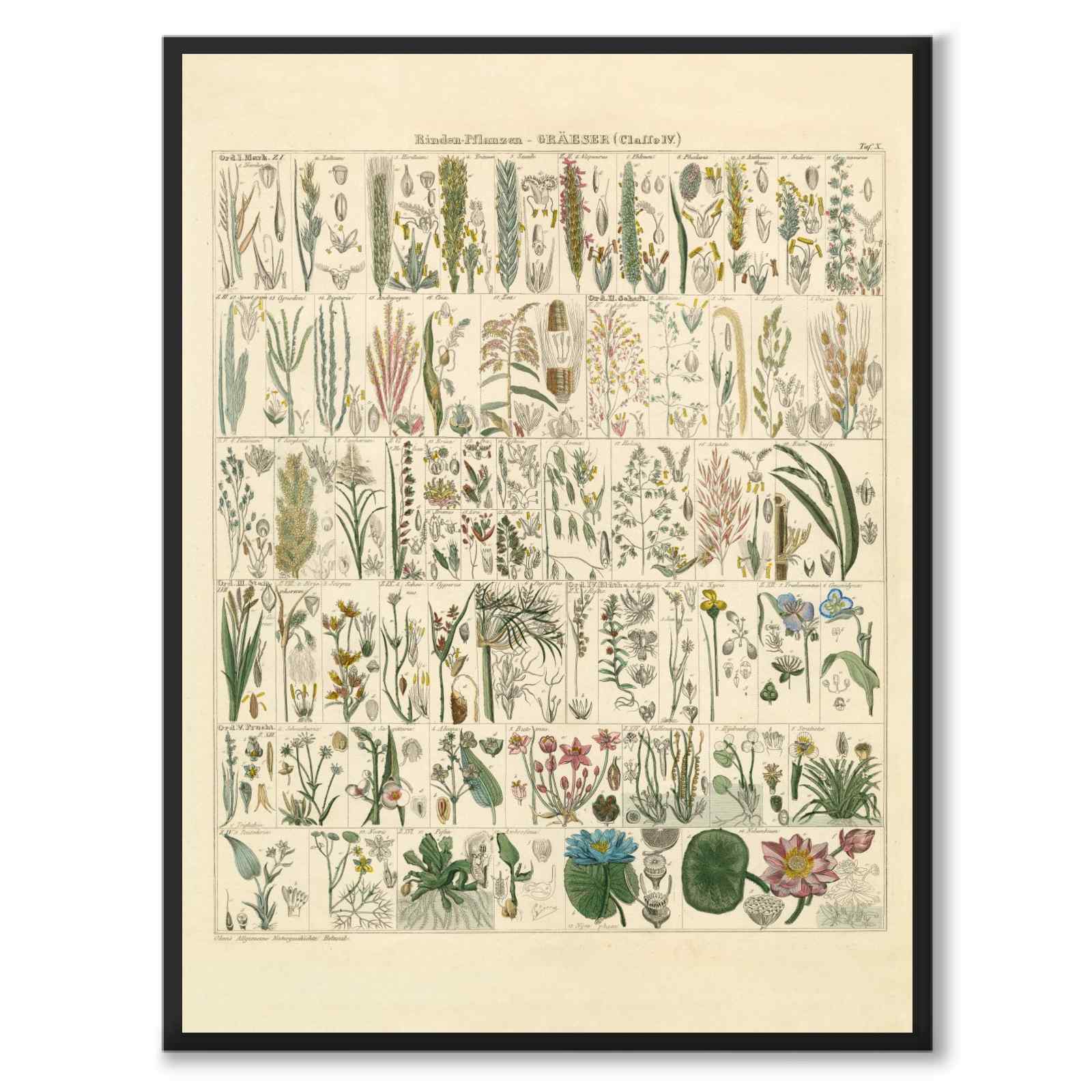 Okenplant - Barkväxter och Gräs som vintageillustration och poster från Historly – helbild utan vit kant