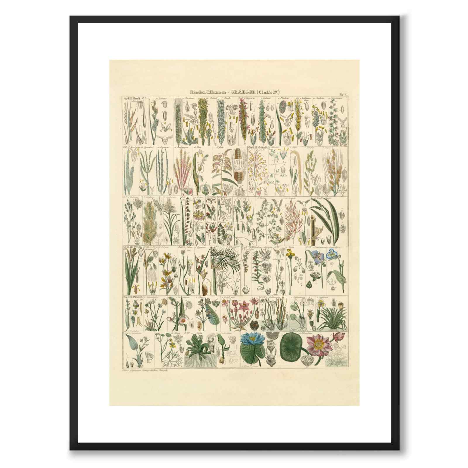 Okenplant - Barkväxter och Gräs som vintageillustration och poster från Historly – med vit kant utan titel