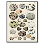 Oken Eggs as a vintage illustration and poster from Historly – full image without white border