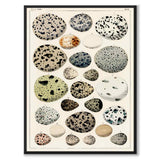 Oken Eggs as a vintage illustration and poster from Historly – full image without white border