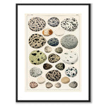 Oken Eggs as a vintage illustration and poster from Historly – with white border without title