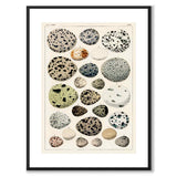 Oken Eggs as a vintage illustration and poster from Historly – with white border without title