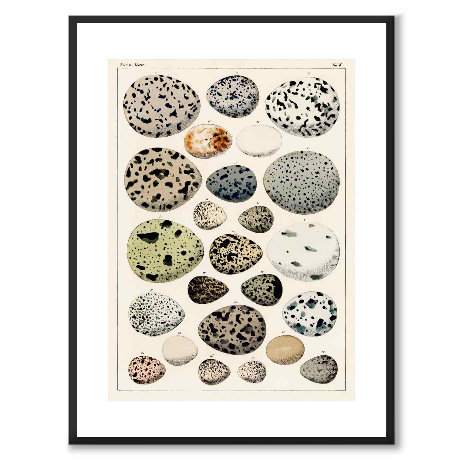 Oken Eggs as a vintage illustration and poster from Historly – with white border without title