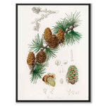 Linus Larix as a poster from Historly – full image without white border