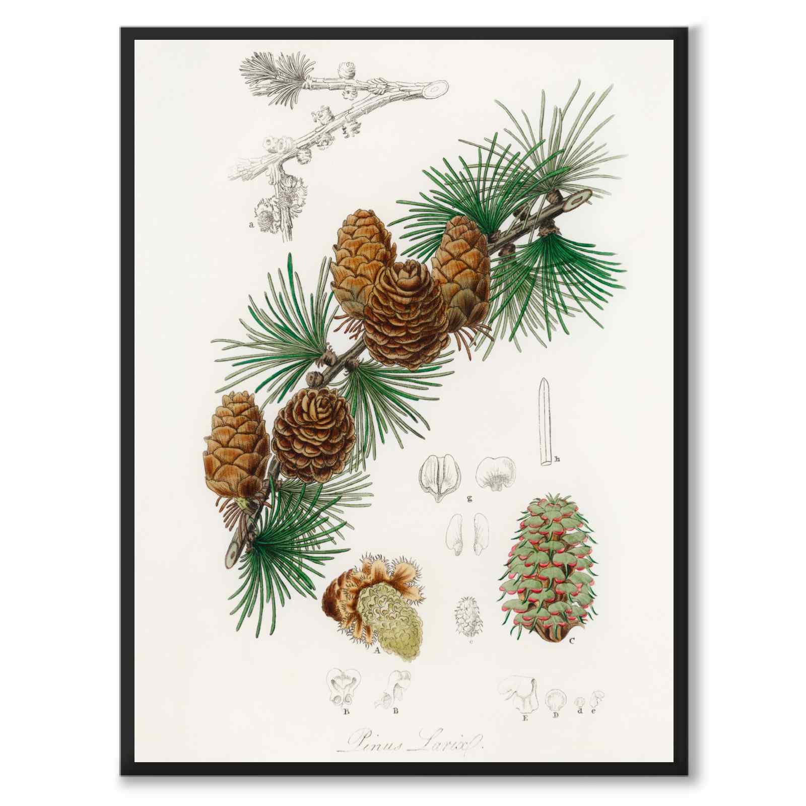 Linus Larix as a poster from Historly – full image without white border