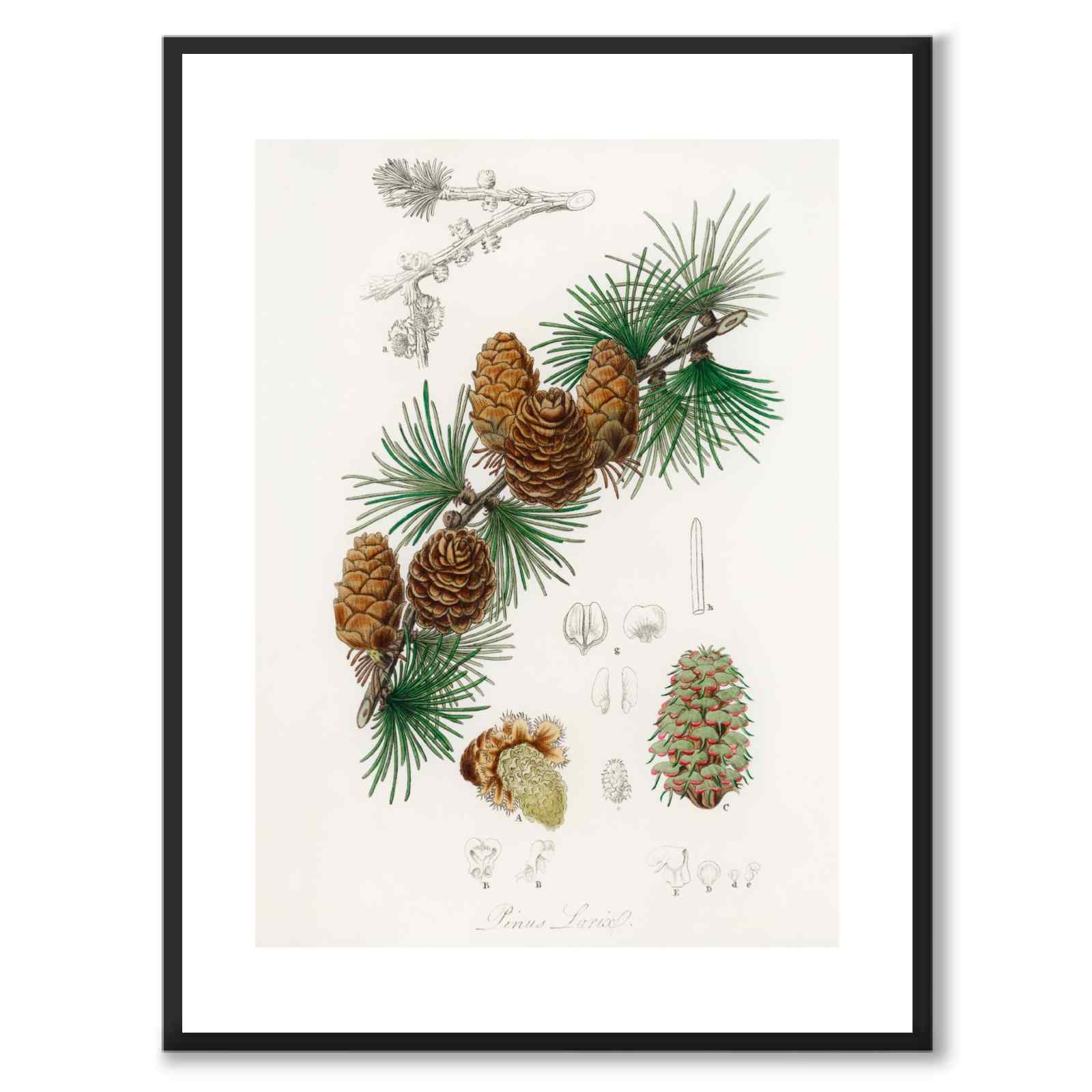 Linus Larix as a poster from Historly – with white border without title