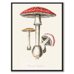 Amanita Muscaria as a poster from Historly – full image without white border