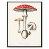 Amanita Muscaria as a poster from Historly – full image without white border
