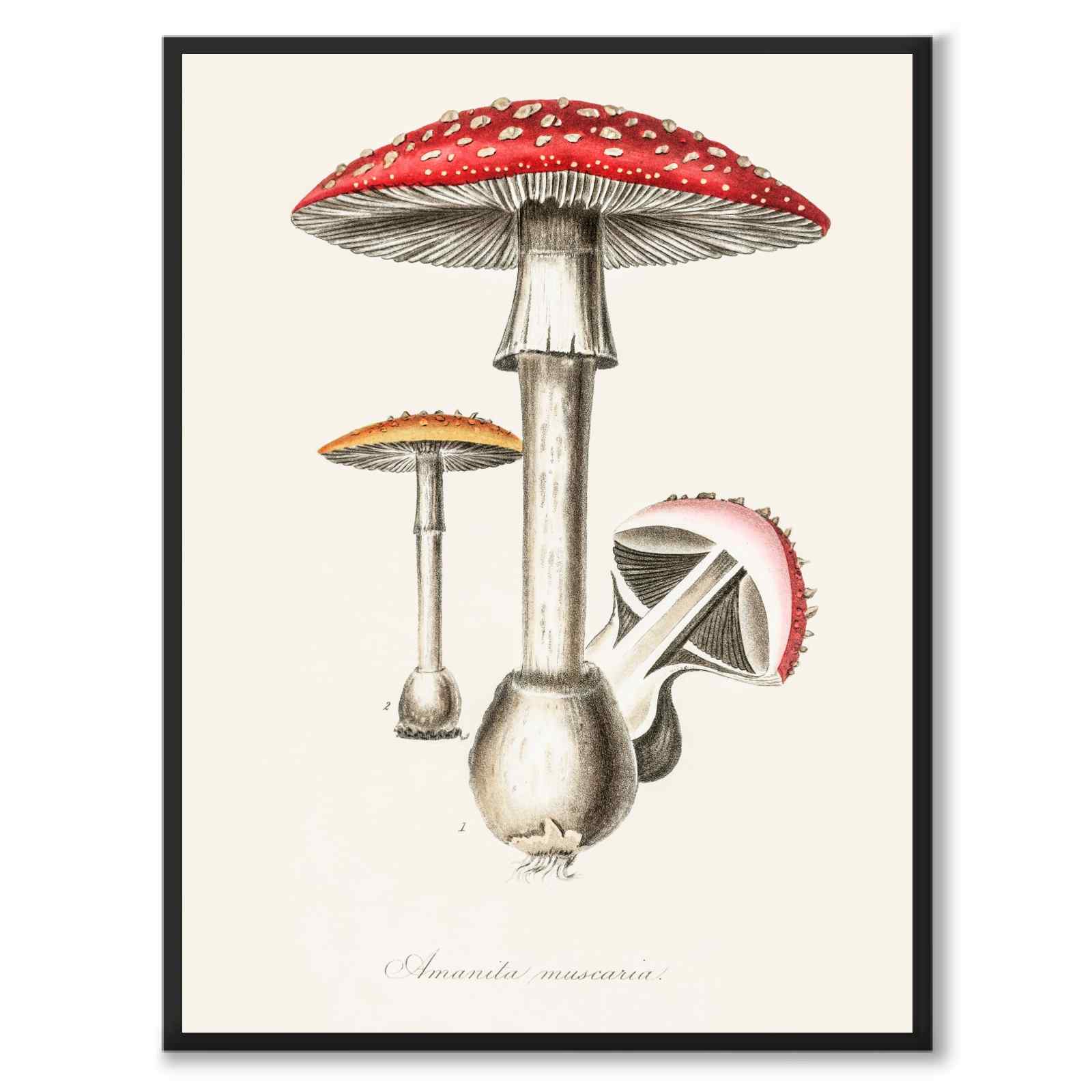 Amanita Muscaria as a poster from Historly – full image without white border