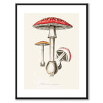 Amanita Muscaria as a poster from Historly – with white border without title