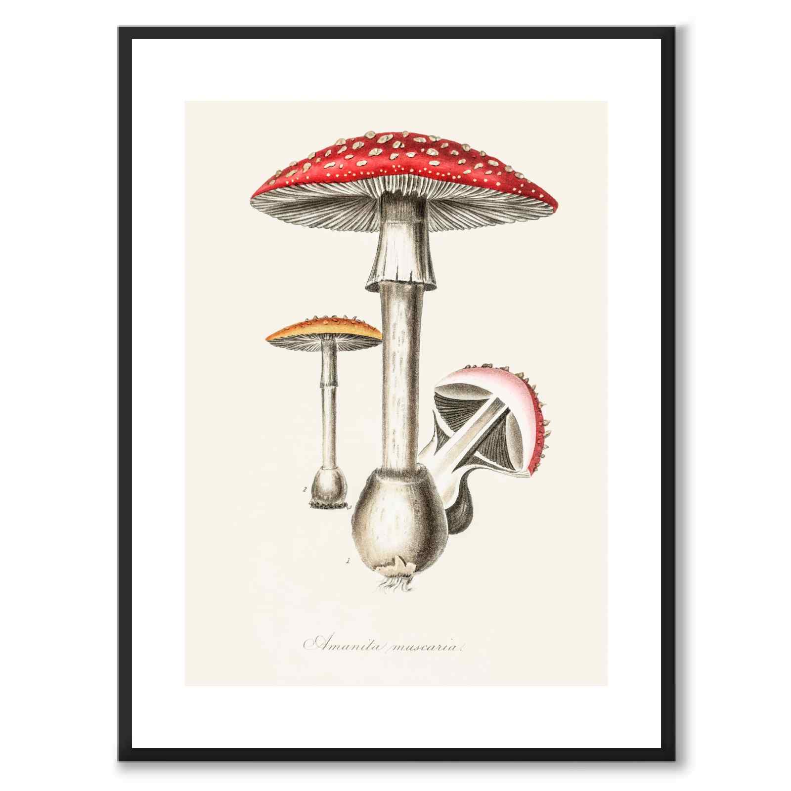 Amanita Muscaria as a poster from Historly – with white border without title