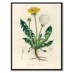 Leontodon Taraxacum som poster från Historly – helbild utan vit kant