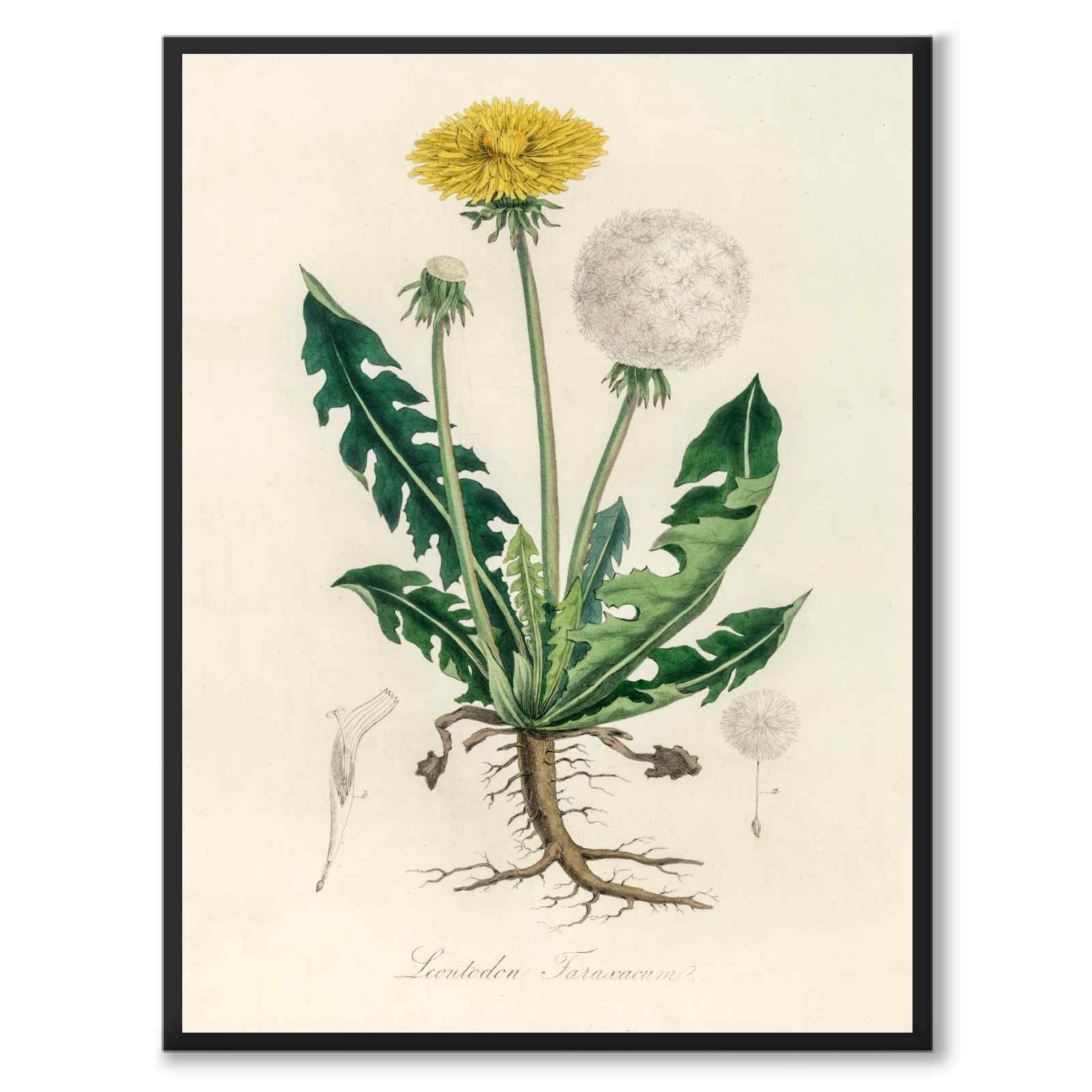 Leontodon Taraxacum som poster från Historly – helbild utan vit kant