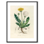Leontodon Taraxacum som poster från Historly – med vit kant utan titel