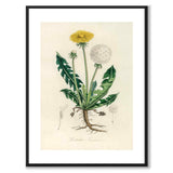Leontodon Taraxacum som poster från Historly – med vit kant utan titel