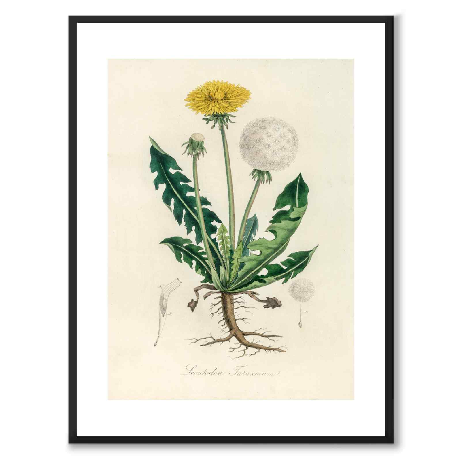 Leontodon Taraxacum som poster från Historly – med vit kant utan titel