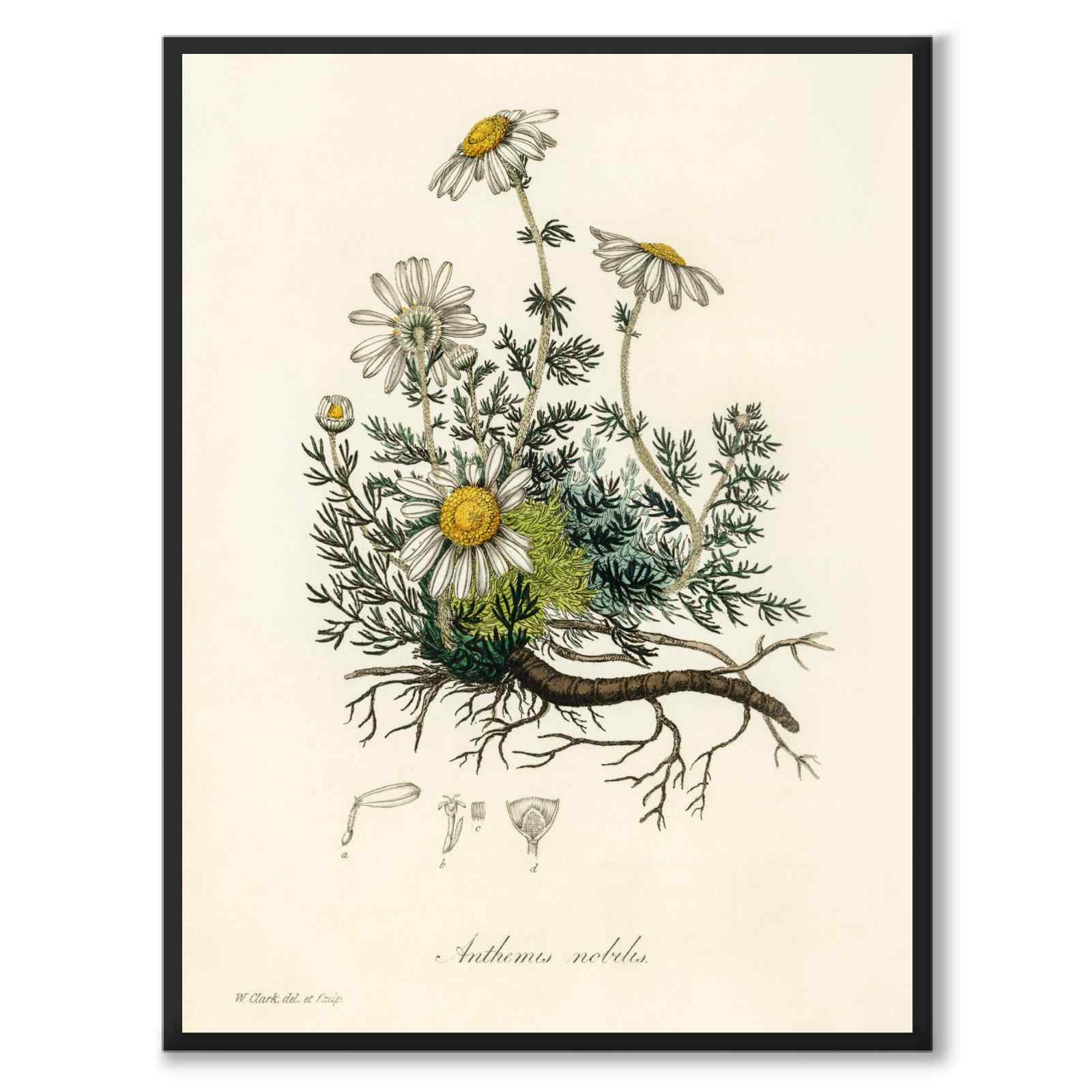Chamomile som poster från Historly – helbild utan vit kant