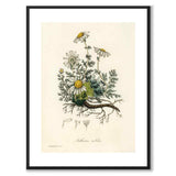 Chamomile som poster från Historly – med vit kant utan titel