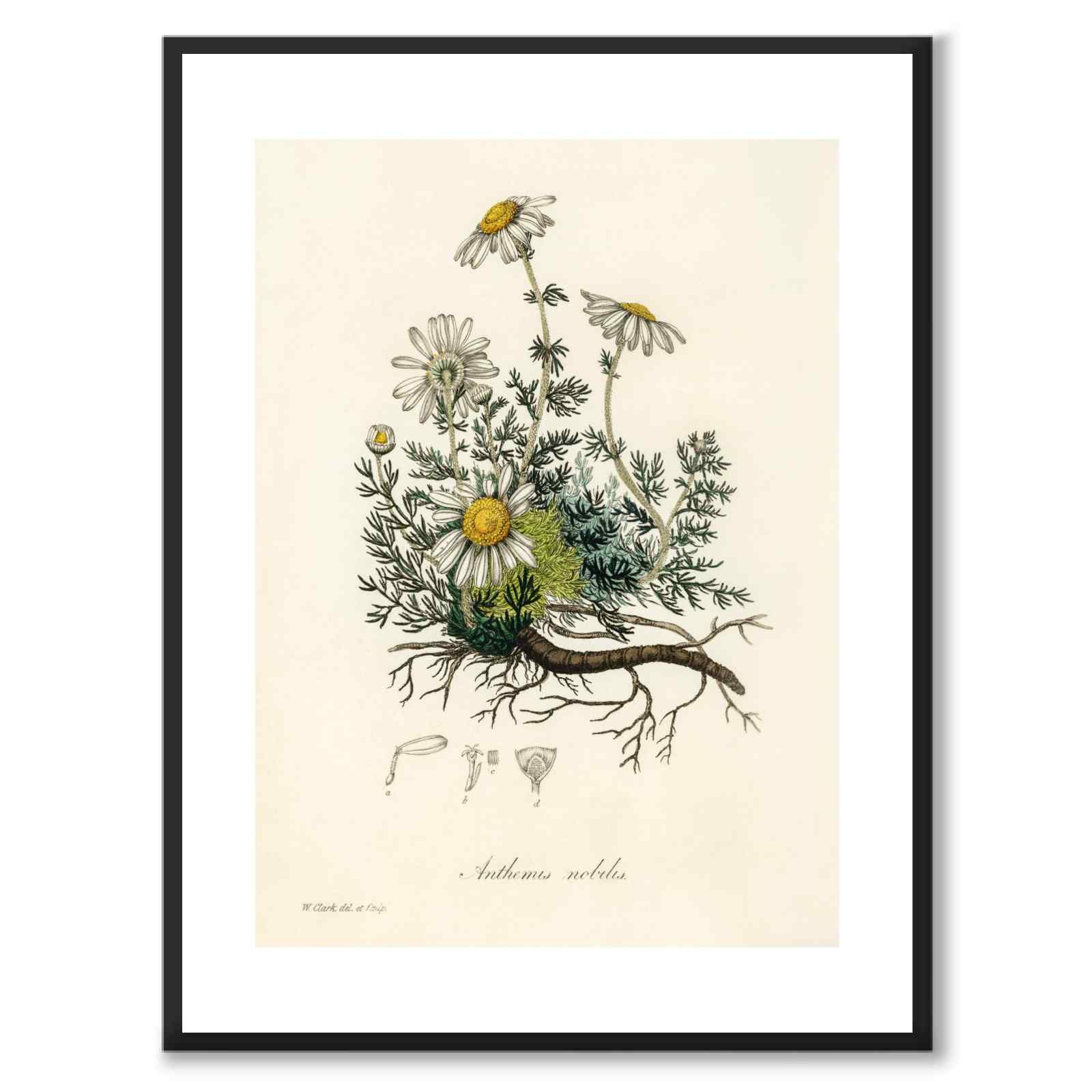 Chamomile som poster från Historly – med vit kant utan titel