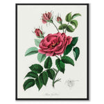 Rosa Gallica as a poster from Historly – full image without white border