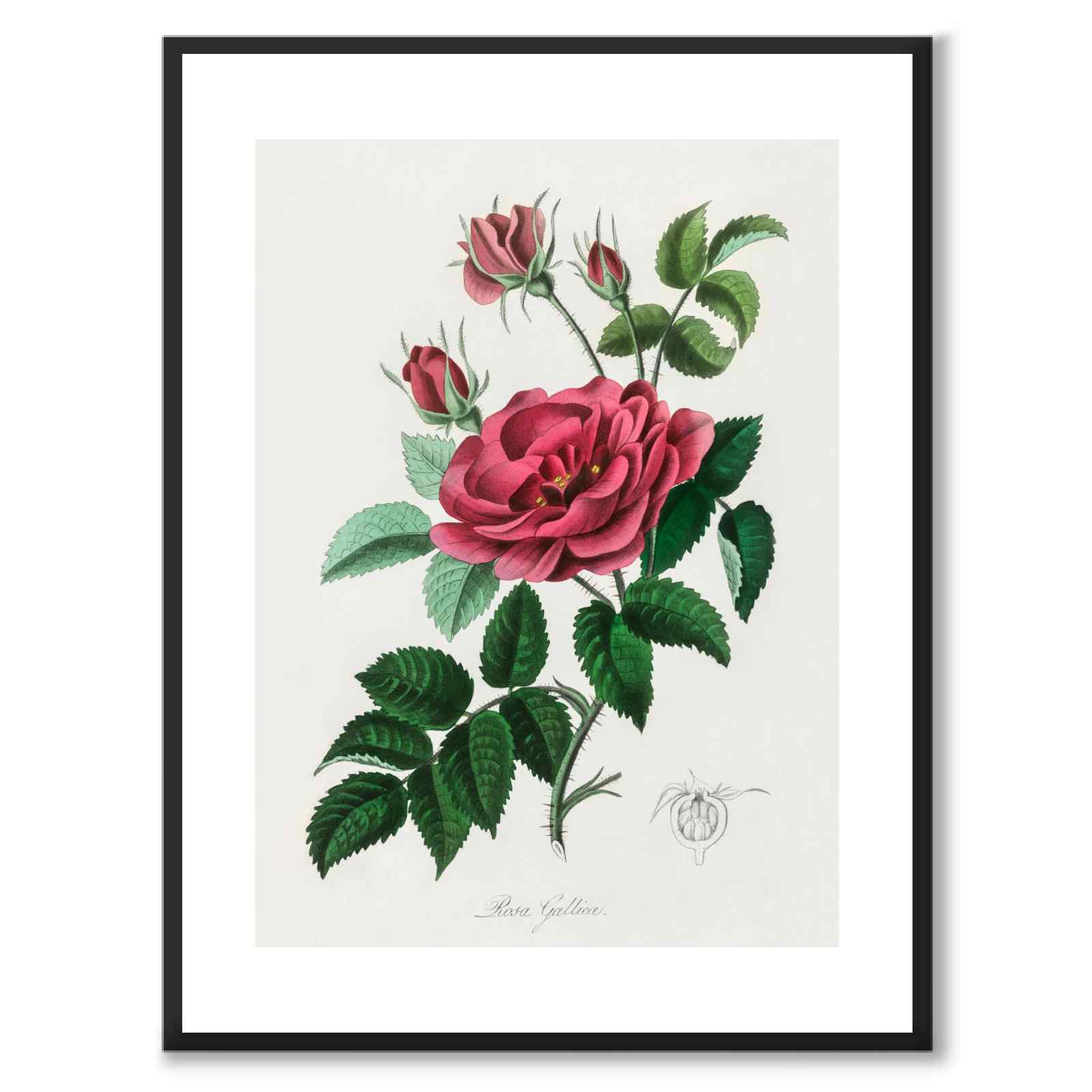 Rosa Gallica as a poster from Historly – with white border without title