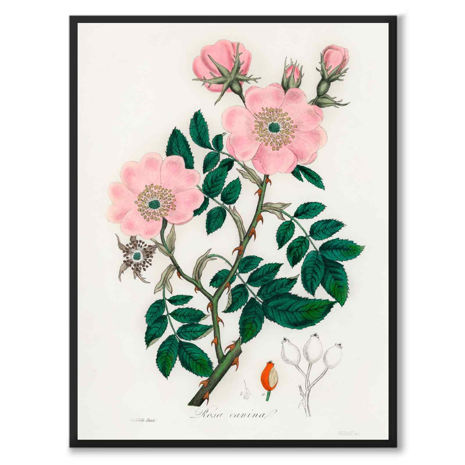 Rosa Caninal as a poster from Historly – full image without white border