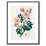 Rosa Caninal as a poster from Historly – with white border without title