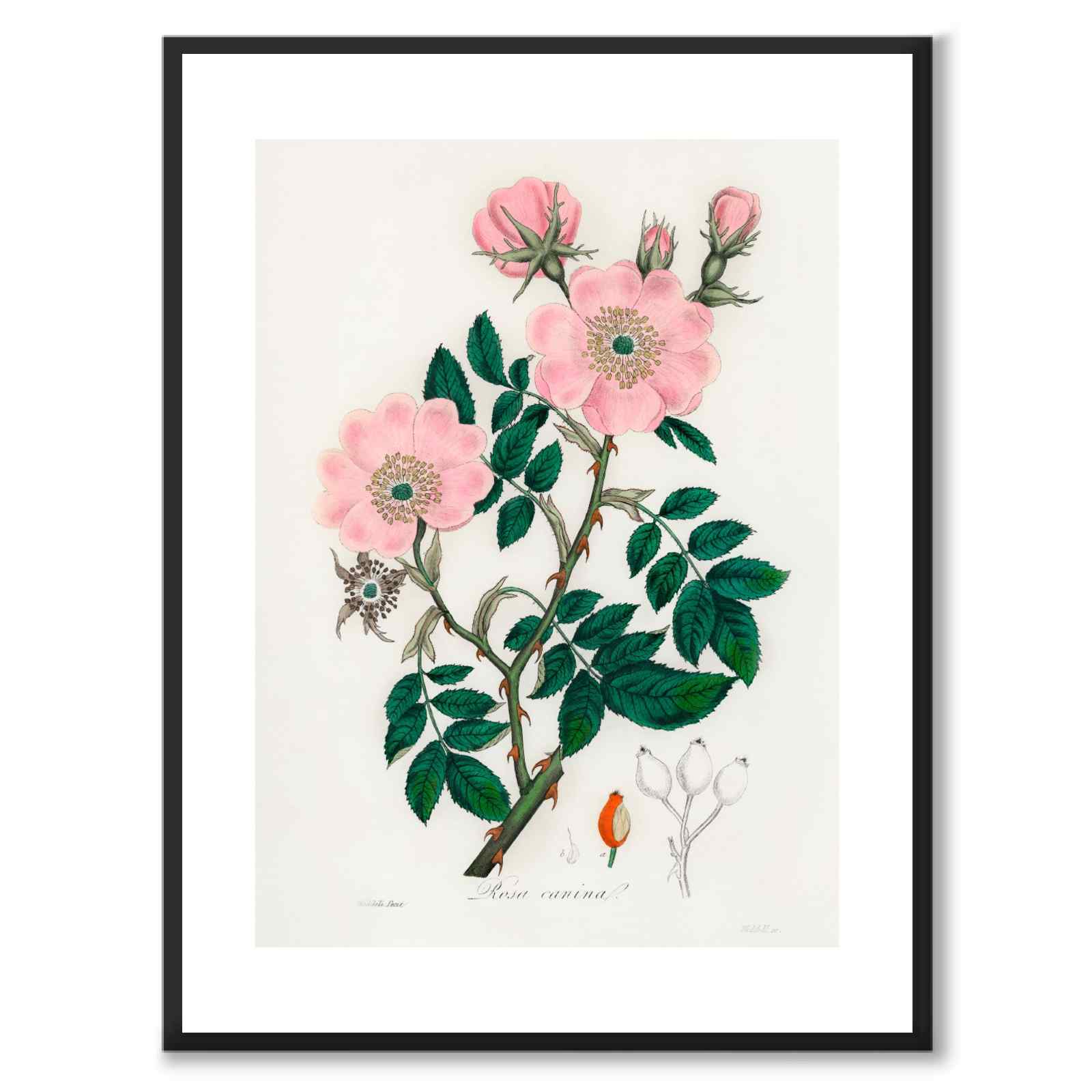 Rosa Caninal as a poster from Historly – with white border without title