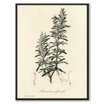 Rosmarinus as a poster from Historly – full image without white border
