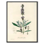 Lavandula Ipica som poster från Historly – helbild utan vit kant