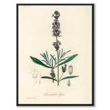 Lavandula Ipica som poster från Historly – helbild utan vit kant
