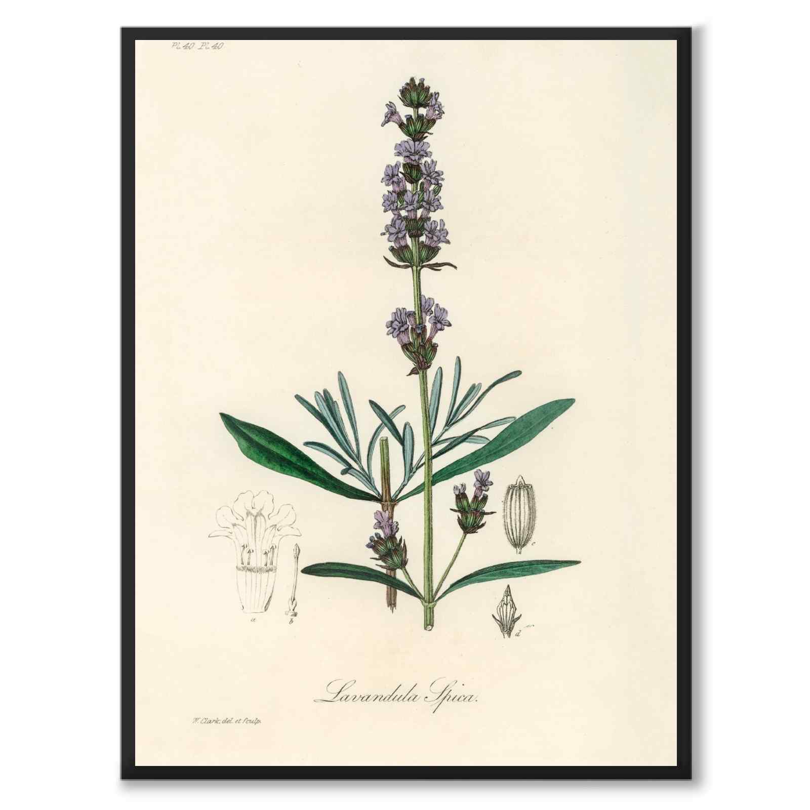Lavandula Ipica som poster från Historly – helbild utan vit kant