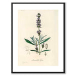 Lavandula Ipica som poster från Historly – med vit kant utan titel