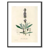 Lavandula Ipica som poster från Historly – med vit kant utan titel