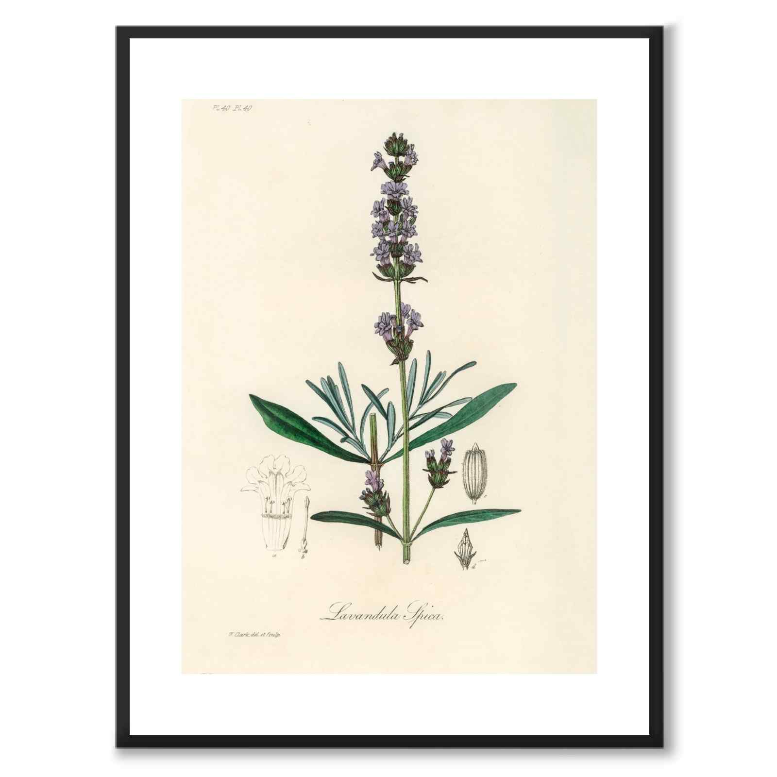 Lavandula Ipica som poster från Historly – med vit kant utan titel