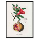 Punica Granatum as a poster from Historly – full image without white border