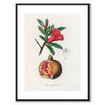 Punica Granatum as a poster from Historly – with white border without title
