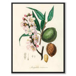 Amygdalus Communis som poster från Historly – helbild utan vit kant