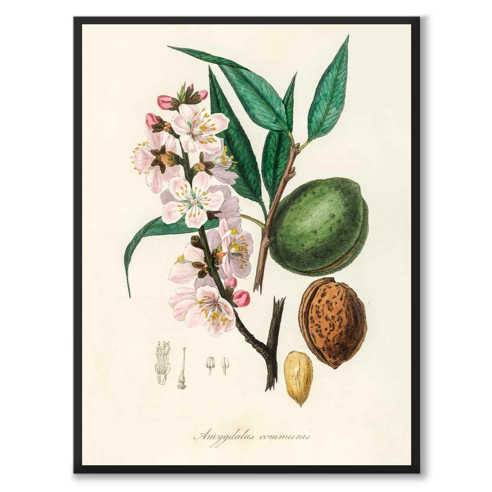 Amygdalus Communis som poster från Historly – helbild utan vit kant