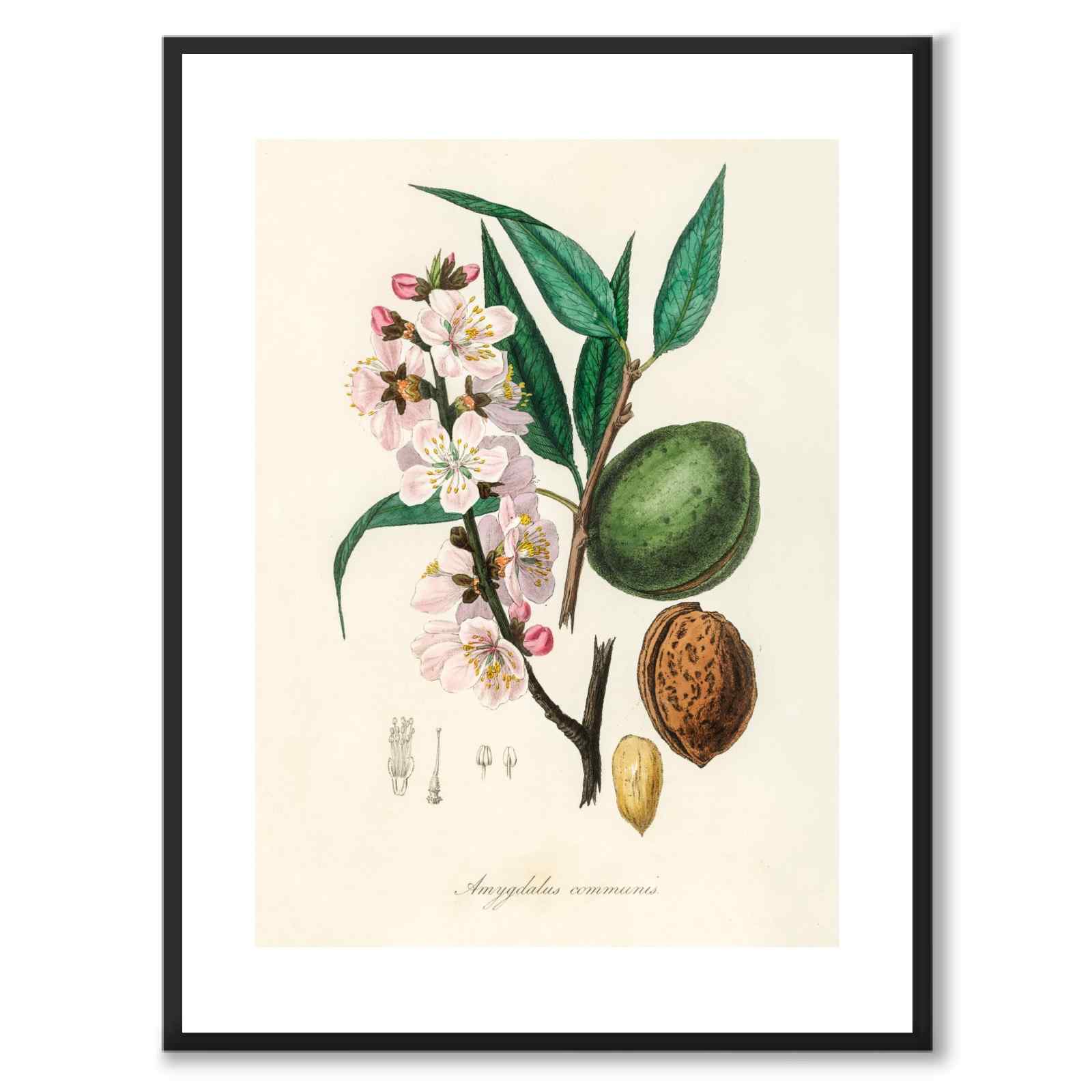 Amygdalus Communis som poster från Historly – med vit kant utan titel